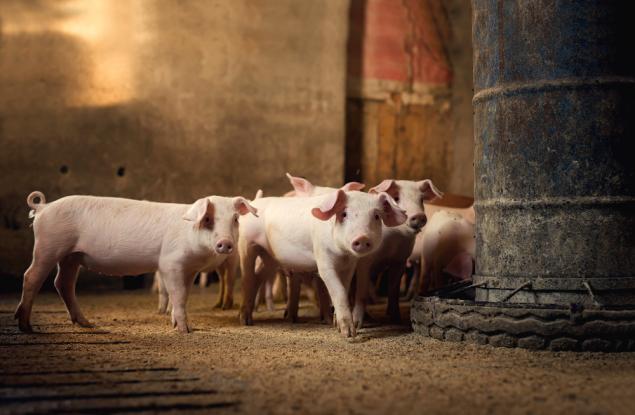 Виц: Лесно ще го познаеш