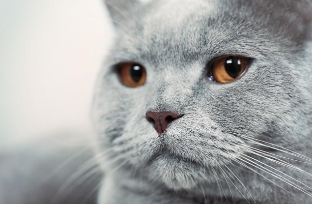 Притча за котешкия късмет