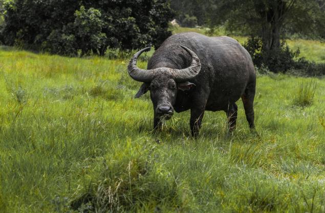 Двуметрови рога