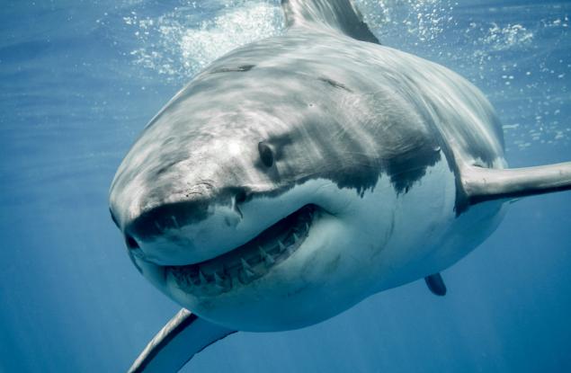 Странстванията на голяма бяла акула подсказват на учените как да опазват този животински вид 