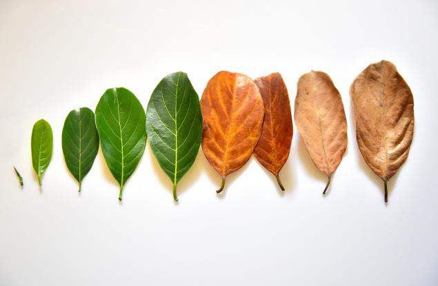 Кръговратът на живота