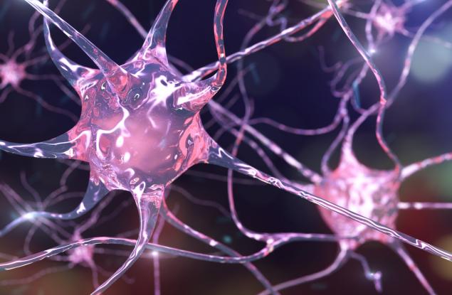 Клетките, които отговарят за „реда” и „изяждането на вредителите” в мозъка, се обновяват