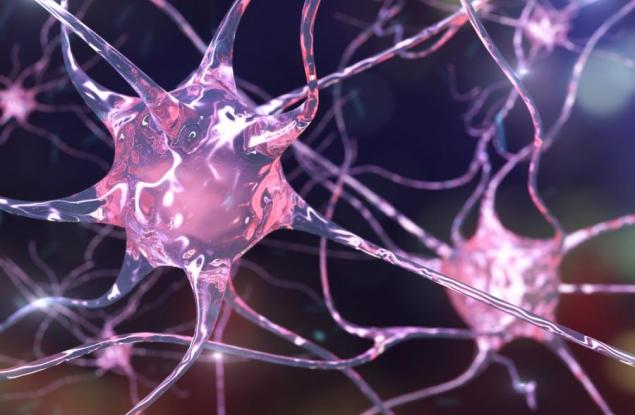 Как връзките в мозъка се обновяват