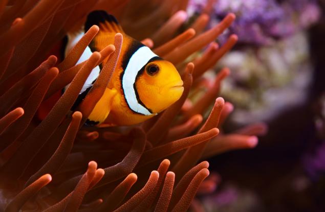 Какво ще се случи с океана, ако всички риби изчезнат?