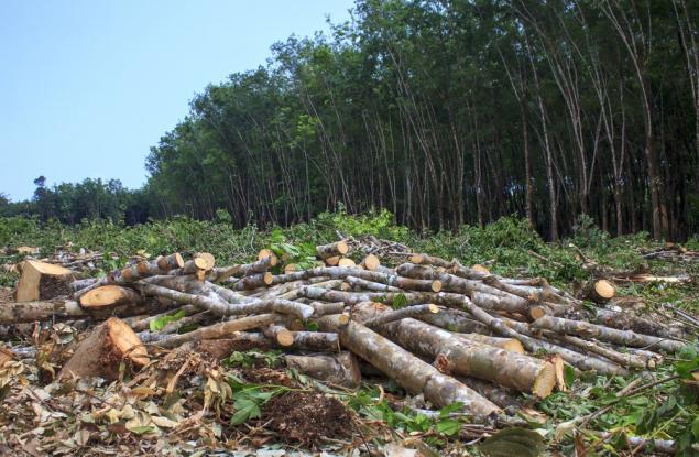 Обезлесяването в тропиците е свързано с намаляване на валежите