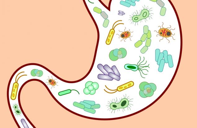 Молекули, произвеждани от чревната микрофлора, могат да помогнат на тялото ни в битката с рака