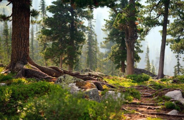 Жизненоважната за планетата тайга е в опасност