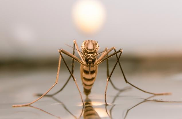 Омразният и смъртоносен комар