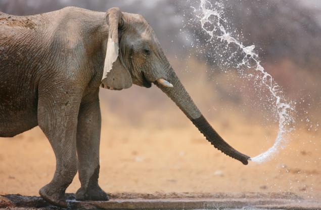 Хоботите на слоновете могат да засмукват вода 30 пъти по-бързо, отколкото човек киха