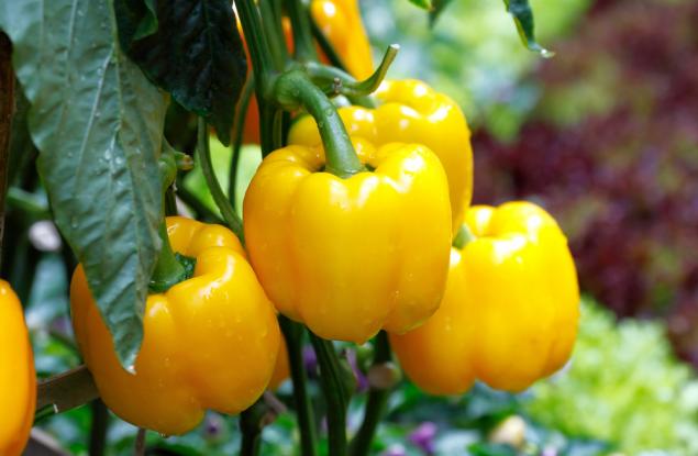 Жълти зеленчуци: 4-те най-здравословни вида