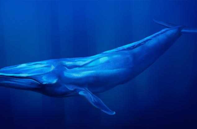 Парадоксът на Пето или защо сините китове не боледуват от рак