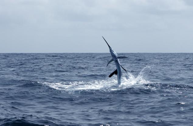 Риба меч пронизa 73-годишна жена в слабините, след като скочи срещу лодка