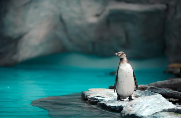 И татковците мътят и кърмят