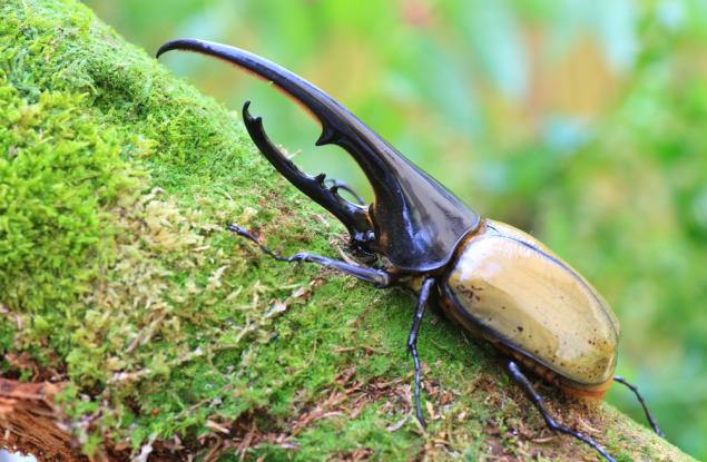 Бръмбарът, който не бихте искали да срещнете