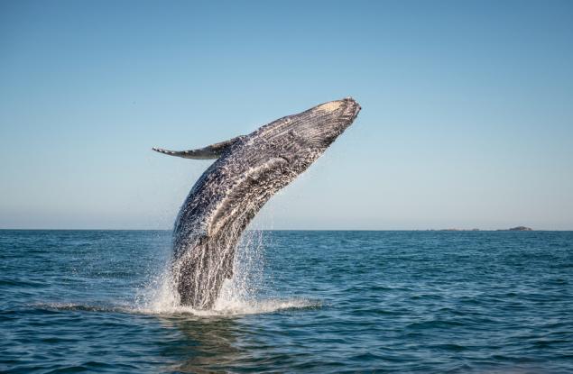 Замлъкването на песента на гърбатите китове в любовния сезон е добър знак 