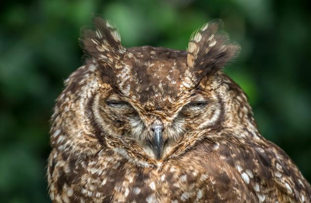 "Совите" са по-добри от чучулигите - 6 научни доказателства