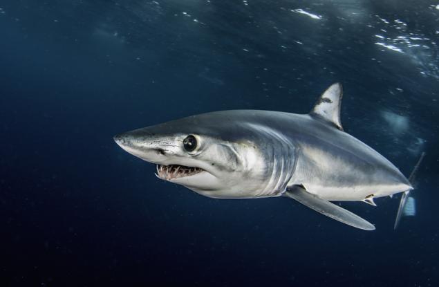 Акулата мако - кралят на акулите