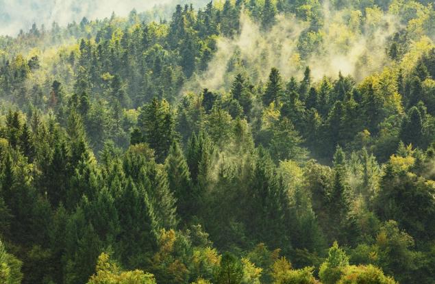 Застрашени местообитания в България: Горски. Иглолистни