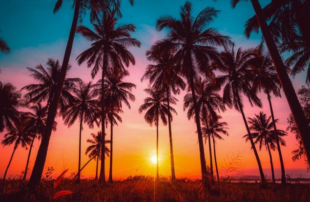Повече от половината от палмите по света са застрашени от изчезване