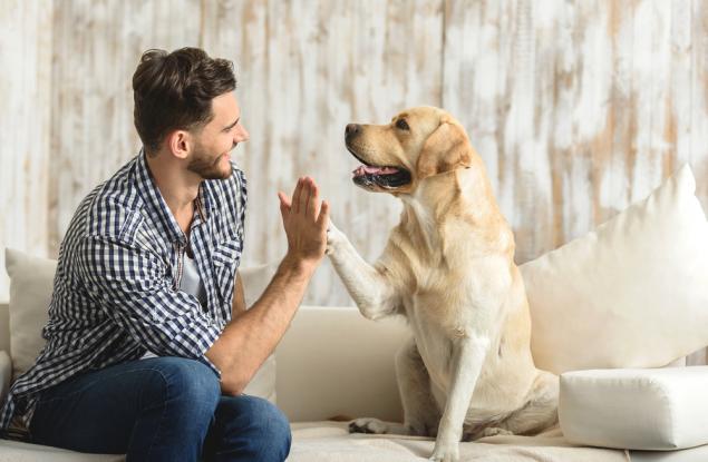 Три неща, които можем да научим от кучетата