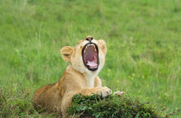 Оказва се, че прозявката ни прави по-бдителни пред лицето на опасността