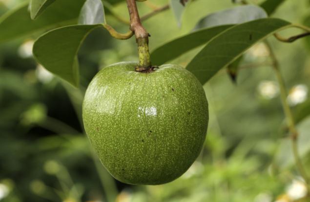 Обикновените растения, които крият изненадващи тайни