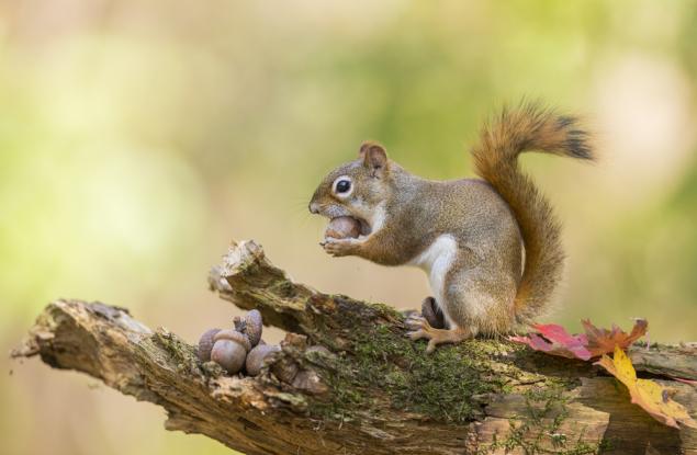 Най-разсеяният колекционер