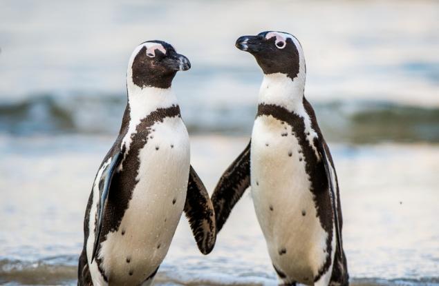 И животните умеят да водят разговори помежду си и да се изслушват