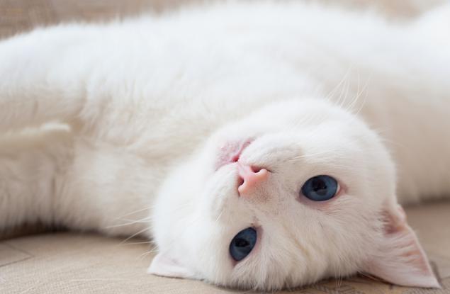 Умен уличен котарак завежда жена до магазин и я моли да му купи храна, тя го осиновява