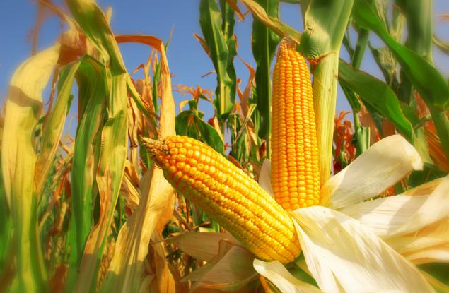 Учени идентифицираха нов прародител на съвременната царевица