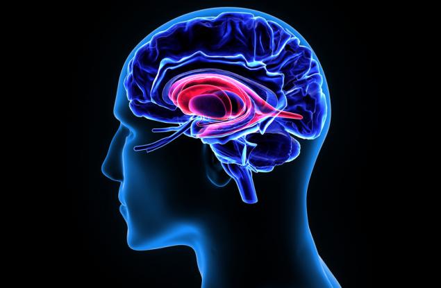 Мозъкът на мъжа предпочита секса пред храната