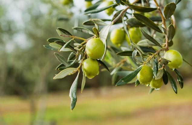 Учени търсят възможности части за коли да се правят и от маслинови дървета 
