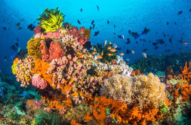 Добивът на минерали заплашва биоразнообразието в дълбините на океаните 