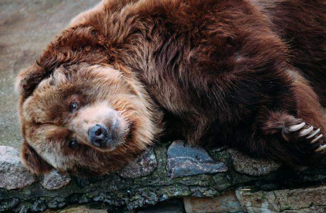 Виц: Безсъние