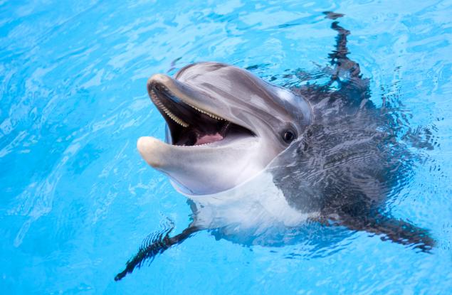 Делфините са развили личностни характеристики, сходни с тези на хората