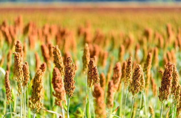 Просото създало земеделието преди 10 000 г.