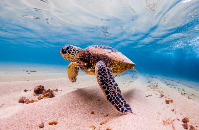 Бракониери на морски костенурки се превръщат в техни защитници