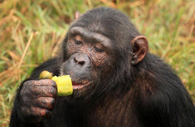 Забраненият плод се услажда повече и на шимпанзетата