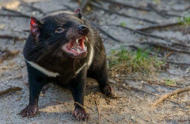 Що за дявол е Тасманийският дявол?