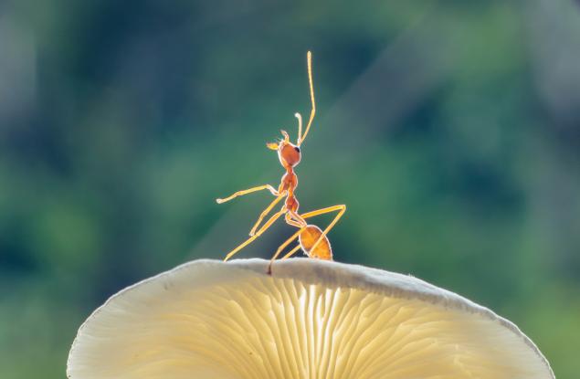 Колонията на мравките отвътре