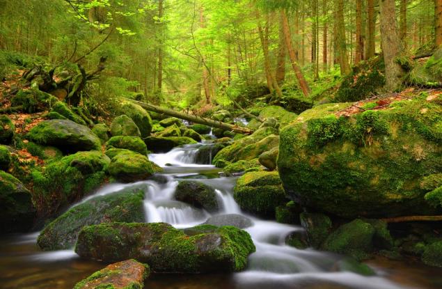 Влажните зони днес са ключов инструмент за смекчаване на изменението на климата