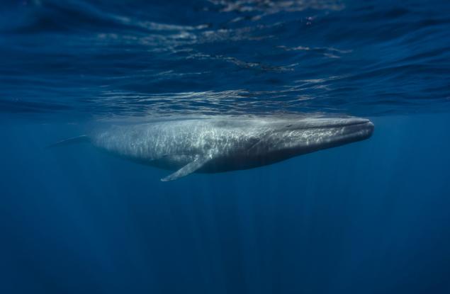 Дълбоководният добив на полезни изкопаеми пречи на песните на китовете