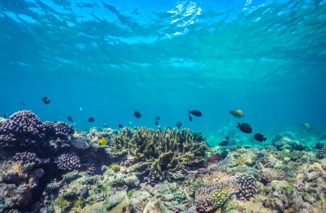 Австралийски учени откриха древен жив организъм, който може да е бил първият хищник на Земята