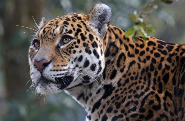 Единствената голяма котка в Южна Америка