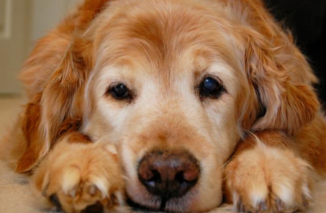 Защо кучетата живеят толкова кратко и какво трябва да научим от тях