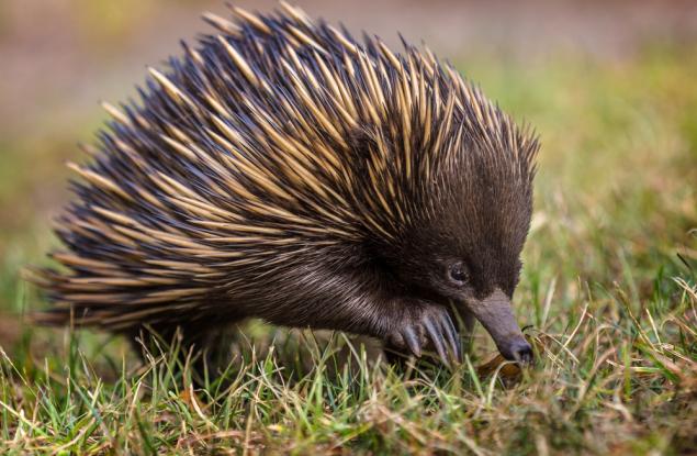 Ехидните са еволюирали от воден прародител, установиха австралийски учени