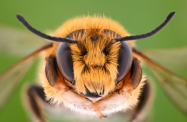 Пчелите могат да събират и изваждат