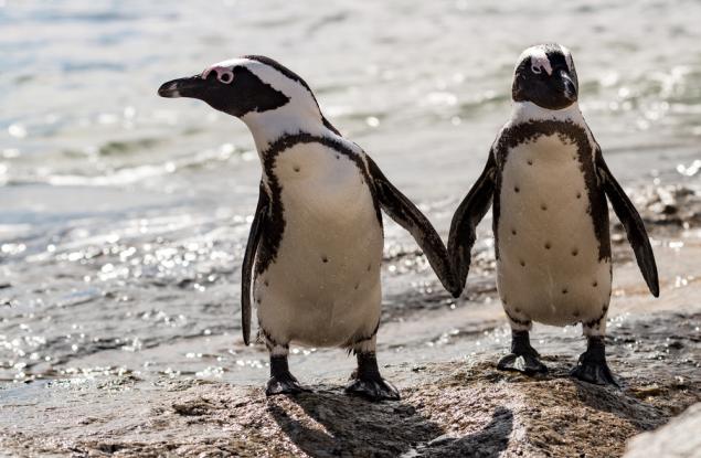 Увеличава се броят на пингвините, които умират от птичи грип в Република Южна Африка