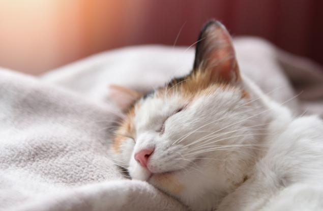 Учени: Лягате си късно и ставате трудно сутрин? Значи сте по-интелигентни!