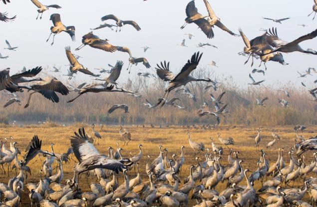 Близо половината от мигриращите видове по света намаляват